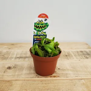 3" venus fly trap